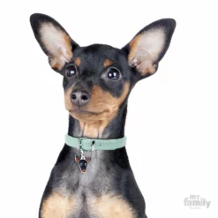 Ταυτότητα Σκύλου My Family Pinscher Black -Προμήθειες Για Κατοικίδια Κατάστημα πωλήσεων 0025957 1000x1000 1