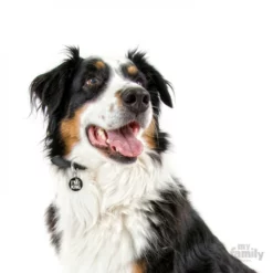 Ταυτότητα Σκύλου My Family Charms I'm The King 8 Ταυτότητα Σκύλου My Family Charms I'm The King -Προμήθειες Για Κατοικίδια Κατάστημα πωλήσεων 0026600 1000x1000 1