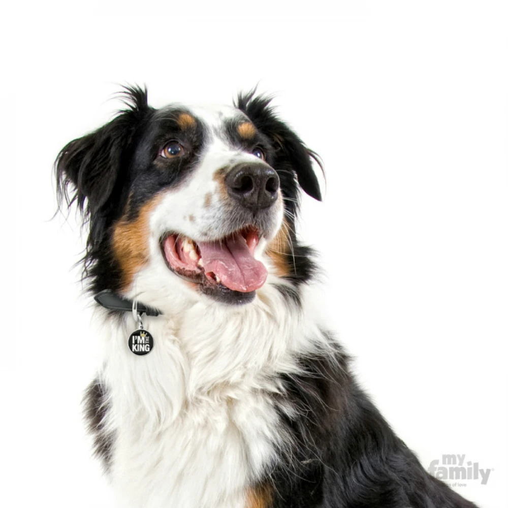 Ταυτότητα Σκύλου My Family Charms I'm The King 3 Ταυτότητα Σκύλου My Family Charms I'm The King - Image 3