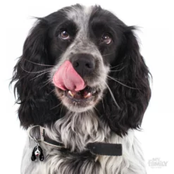 Ταυτότητα Σκύλου My Family Cocker Black And White -Προμήθειες Για Κατοικίδια Κατάστημα πωλήσεων 0027540 1000x1000 1