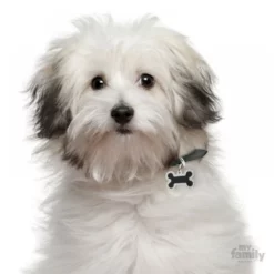 Ταυτότητα Σκύλου My Family Black Big Bone 4x2cm 5 Ταυτότητα Σκύλου My Family Black Big Bone 4x2cm -Προμήθειες Για Κατοικίδια Κατάστημα πωλήσεων 0027754 1000x1000 1