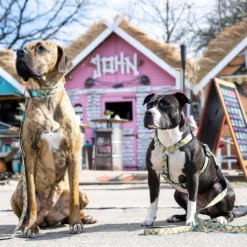 Περιλαίμιο Max & Molly Sweet Pineapple Small 1,5x28-45cm -Προμήθειες Για Κατοικίδια Κατάστημα πωλήσεων 0GVqvC0M 1000x1000 1