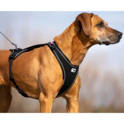 Σαμαράκι Curli Belka Comfort Harness Black Large 50x70-76cm -Προμήθειες Για Κατοικίδια Κατάστημα πωλήσεων 201802 curli photoshoot 6 1000x1000w