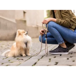 Οδηγός - Λουρί Curli Stretch Comfort Leash Brown Medium 0,8x180cm -Προμήθειες Για Κατοικίδια Κατάστημα πωλήσεων 20200508 curli Photoshoot 0136 1000x1000w 1