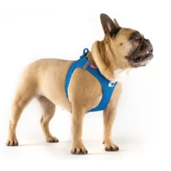 Σαμαράκι Curli Clasp Air-Mesh Blue Small 38-43cm -Προμήθειες Για Κατοικίδια Κατάστημα πωλήσεων 20210808 curli photoshoot Amy 1000x1000w 9