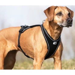 Σαμαράκι Curli Belka Comfort Harness Black Large 50x70-76cm -Προμήθειες Για Κατοικίδια Κατάστημα πωλήσεων 2021710 Curli Photoshoot 155 1000x1000w