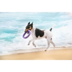 Εκπαιδευτικό Παιχνίδι Σετ Puller Midi 20x3 Cm ( 2τμχ ) 19 Εκπαιδευτικό Παιχνίδι Σετ Puller Midi 20x3 Cm ( 2τμχ ) -Προμήθειες Για Κατοικίδια Κατάστημα πωλήσεων 31 530 03 13 1000x1000w