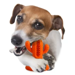 Παιχνίδι Οδοντικής Φροντίδας AFP Cactus Rubber M Πορτοκαλί -Προμήθειες Για Κατοικίδια Κατάστημα πωλήσεων 4197 3 1000x1000h