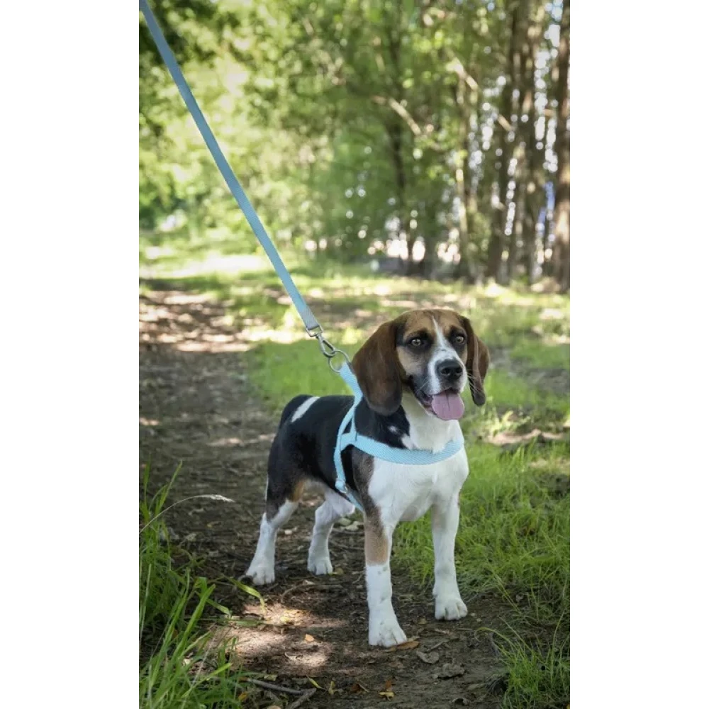 Flamingo Νορβηγικό Σαμαράκι - Επιστήθιο Noors Elly L 25mm X 62-75cm Γαλάζιο 3 Flamingo Νορβηγικό Σαμαράκι - Επιστήθιο Noors Elly L 25mm X 62-75cm Γαλάζιο - Image 3