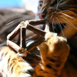 Croci Παιχνίδι Λιχουδιά Γάτας Euphoria Sphere με μπάλα Catnip 8cm -Προμήθειες Για Κατοικίδια Κατάστημα πωλήσεων 6098485 3 1000x1000 1