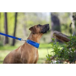 Περιλαίμιο Σκύλου Rogz Utility Padded Red 2XLarge 48-70cm -Προμήθειες Για Κατοικίδια Κατάστημα πωλήσεων 619Vr8hhImL. AC SL1000 1000x1000w 3