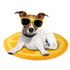 Δροσιστικό στρωματάκι AFP Chill Out Orange 60cm 6 Δροσιστικό στρωματάκι AFP Chill Out Orange 60cm -Προμήθειες Για Κατοικίδια Κατάστημα πωλήσεων 622071fa8785c 1000x1000 1