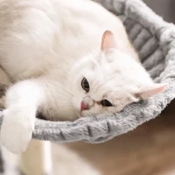 OEM Γατόδεντρο - Ονυχοδρόμιο Big Condo 164cm Light Grey 11 OEM Γατόδεντρο - Ονυχοδρόμιο Big Condo 164cm Light Grey -Προμήθειες Για Κατοικίδια Κατάστημα πωλήσεων 71lf0nDOmvL. AC SL1500 1000x1000 1