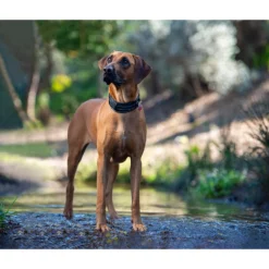 Περιλαίμιο Σκύλου Rogz Utility Padded Blue 2XLarge 48-70cm -Προμήθειες Για Κατοικίδια Κατάστημα πωλήσεων 81IJVPzouL. AC SL1500 1000x1000w