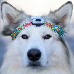 Max & Molly Matrix Ultra Led Safety Black -Προμήθειες Για Κατοικίδια Κατάστημα πωλήσεων Action2 1000x1000 1