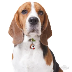 Ταυτότητα Σκύλου My Family Beagle 6 Ταυτότητα Σκύλου My Family Beagle -Προμήθειες Για Κατοικίδια Κατάστημα πωλήσεων BEAGLE2 1000x1000 1