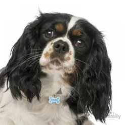 Ταυτότητα Σκύλου My Family Light Blue Small Bone 3x2cm -Προμήθειες Για Κατοικίδια Κατάστημα πωλήσεων BH08GM2 1000x1000 1