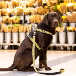 Λουρί - Οδηγός Max & Molly Monkey Maniac Small 1,5x120cm -Προμήθειες Για Κατοικίδια Κατάστημα πωλήσεων CYVHFIjY 1000x1000 1