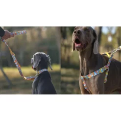 Σαμαράκι Everking Candy 029664 Large 2,5x50-70cm -Προμήθειες Για Κατοικίδια Κατάστημα πωλήσεων Capture28 12 2021 8.54.06 1000x1000w 1