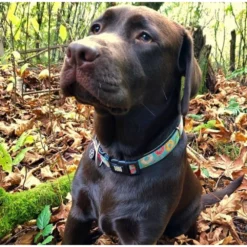 Περιλαίμιο Max & Molly Donuts Medium 2x34-55cm -Προμήθειες Για Κατοικίδια Κατάστημα πωλήσεων DONUTS COLLAR LIFE 1000x1000w