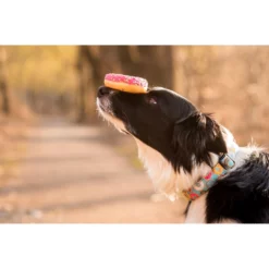 Περιλαίμιο Max & Molly Donuts Medium 2x34-55cm -Προμήθειες Για Κατοικίδια Κατάστημα πωλήσεων DONUTS COLLAR LIFE2 1000x1000w