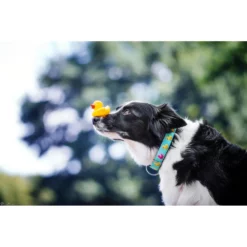 Περιλαίμιο Max & Molly Ducklings Medium 2x34-55cm -Προμήθειες Για Κατοικίδια Κατάστημα πωλήσεων DUCKLINGS COLLAR 1000x1000w