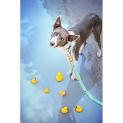 Max & Molly Μπρελόκ Ducklings Tag 17,5cm -Προμήθειες Για Κατοικίδια Κατάστημα πωλήσεων DUCKLINGS20LIFESTYLE3 1000x1000h