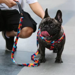 Λουρί - Οδηγός Everking Classic 820280 Small 1,5x150cm 7 Λουρί - Οδηγός Everking Classic 820280 Small 1,5x150cm -Προμήθειες Για Κατοικίδια Κατάστημα πωλήσεων Doggo5201 1000x1000 7