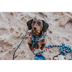 Περιλαίμιο Max & Molly Frenzy The Shark Small 1,5x28-45cm -Προμήθειες Για Κατοικίδια Κατάστημα πωλήσεων FRENZY THE SHARK LIFE 1000x1000w