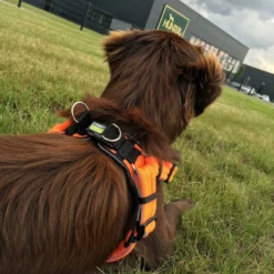 Επιστήθιο - Σαμαράκι Σκύλου Hunter Manoa Vario Quick Orange Xs 2,7x36-45cm -Προμήθειες Για Κατοικίδια Κατάστημα πωλήσεων Hunter Geschirr Manoa Vario quick light orange hinten 1000x1000 1