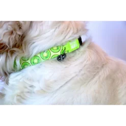 Περιλαίμιο Max & Molly Kiwi Small 1,5x28-45cm -Προμήθειες Για Κατοικίδια Κατάστημα πωλήσεων KIWI COLLAR LIFE 1000x1000w 1