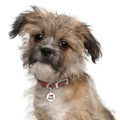 Ταυτότητα Σκύλου My Family Charms I Love Dad 8 Ταυτότητα Σκύλου My Family Charms I Love Dad -Προμήθειες Για Κατοικίδια Κατάστημα πωλήσεων LOVEDAD1 1000x1000 1