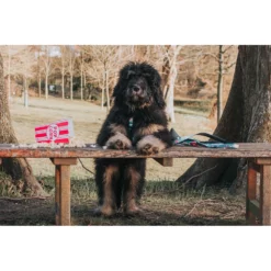 Επιστήθιο Max & Molly PopCorn XSmall 1,5x32-40cm -Προμήθειες Για Κατοικίδια Κατάστημα πωλήσεων MM POPCORN1 1000x1000w