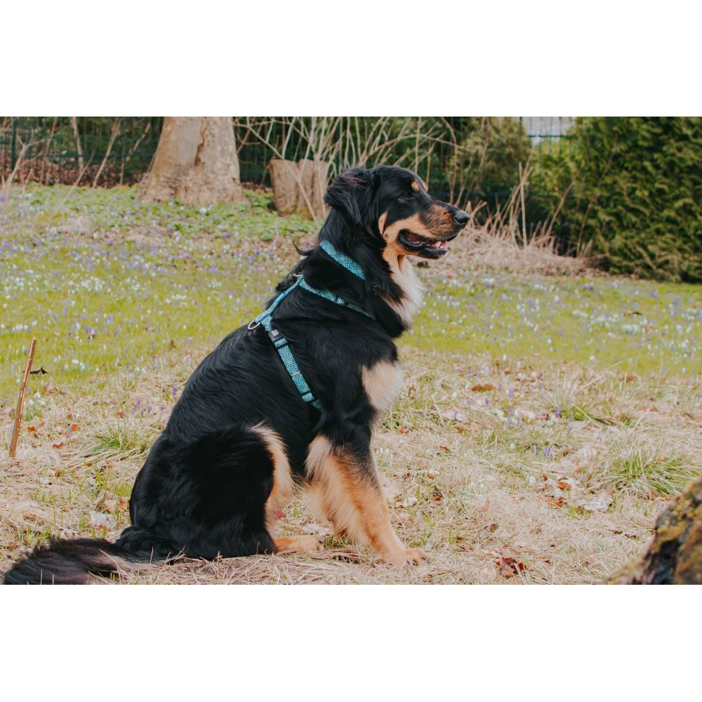 Επιστήθιο Max & Molly Retro Blue XSmall 1x32-40cm 6 Επιστήθιο Max & Molly Retro Blue XSmall 1x32-40cm - Image 6