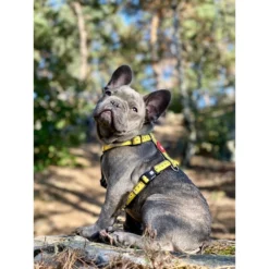 Επιστήθιο Max & Molly Ruler Large 2,5x70-98cm -Προμήθειες Για Κατοικίδια Κατάστημα πωλήσεων MM RULER 1000x1000h