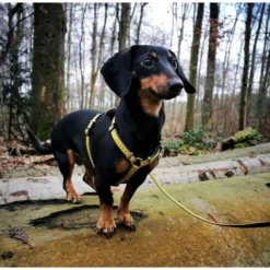 Επιστήθιο Max & Molly Ruler Large 2,5x70-98cm -Προμήθειες Για Κατοικίδια Κατάστημα πωλήσεων MM RULER2 1000x1000w