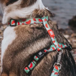 Επιστήθιο Max & Molly Watermelon Large 2,5x70-98cm 15 Επιστήθιο Max & Molly Watermelon Large 2,5x70-98cm -Προμήθειες Για Κατοικίδια Κατάστημα πωλήσεων MM WATER3 1000x1000 1