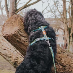 Επιστήθιο Max & Molly Black Sheep Small 1,5x41-52cm -Προμήθειες Για Κατοικίδια Κατάστημα πωλήσεων N58Ow0J8 1000x1000 1