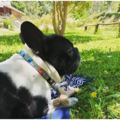 Περιλαίμιο Max & Molly Paradise XSmall 1x22-35cm 9 Περιλαίμιο Max & Molly Paradise XSmall 1x22-35cm -Προμήθειες Για Κατοικίδια Κατάστημα πωλήσεων PARADISE COLLAR LIFE 1000x1000w