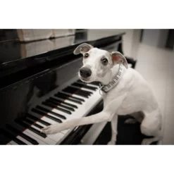 Max & Molly Μπρελόκ Piano Tag 17,5cm -Προμήθειες Για Κατοικίδια Κατάστημα πωλήσεων PIANO LIFE 1000x1000w