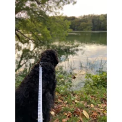 Λουρί - Οδηγός Max & Molly Piano Small 1,5x120cm -Προμήθειες Για Κατοικίδια Κατάστημα πωλήσεων PIANO20LIFESTYLE 1000x1000h 1