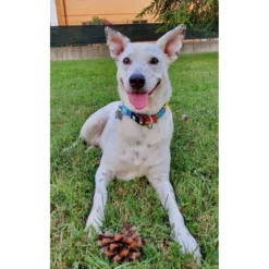 Περιλαίμιο Max & Molly Playtime XSmall 1x22-35cm -Προμήθειες Για Κατοικίδια Κατάστημα πωλήσεων PLAYTIME COLLAR LIFE 1000x1000h