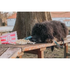 Περιλαίμιο Max & Molly Popcorn Large 2,5x39-62cm -Προμήθειες Για Κατοικίδια Κατάστημα πωλήσεων POPCORN LIFE 1000x1000w