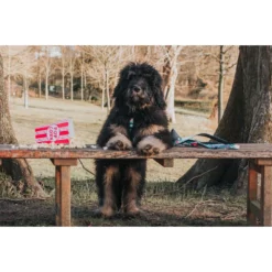 Λουρί - Οδηγός Max & Molly PopCorn Large 2,5x120cm -Προμήθειες Για Κατοικίδια Κατάστημα πωλήσεων POPCORN20LIFESTYLE 1000x1000w