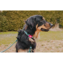 Περιλαίμιο Max & Molly Retro Blue Large 2,5x39-62cm -Προμήθειες Για Κατοικίδια Κατάστημα πωλήσεων RETRO BLUE LIFE 1000x1000w