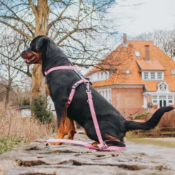 Max & Molly Μπρελόκ Retro Pink Tag 17,5cm 11 Max & Molly Μπρελόκ Retro Pink Tag 17,5cm -Προμήθειες Για Κατοικίδια Κατάστημα πωλήσεων RETRO20PINK20LIFESTYLE2 1000x1000 1