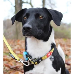 Max & Molly Μπρελόκ Ruler Tag 17,5cm -Προμήθειες Για Κατοικίδια Κατάστημα πωλήσεων RULER20LIFESTYLE203 1000x1000h