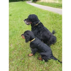 Περιλαίμιο Max & Molly Ruler Medium 2x34-55cm -Προμήθειες Για Κατοικίδια Κατάστημα πωλήσεων RULLER LIFE 1000x1000h