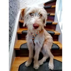 Max & Molly Μπρελόκ Summertime Tag 17,5cm -Προμήθειες Για Κατοικίδια Κατάστημα πωλήσεων SUMMERTIME20LIFESTYLE 1000x1000h