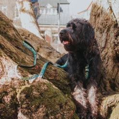 Λουρί - Οδηγός Max & Molly Black Sheep Small 1,5x120cm 8 Λουρί - Οδηγός Max & Molly Black Sheep Small 1,5x120cm -Προμήθειες Για Κατοικίδια Κατάστημα πωλήσεων black20sheep20lifestyle 1000x1000 2